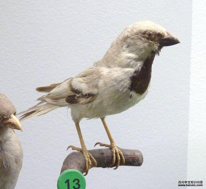 ��Į��ȸ��ͼƬ