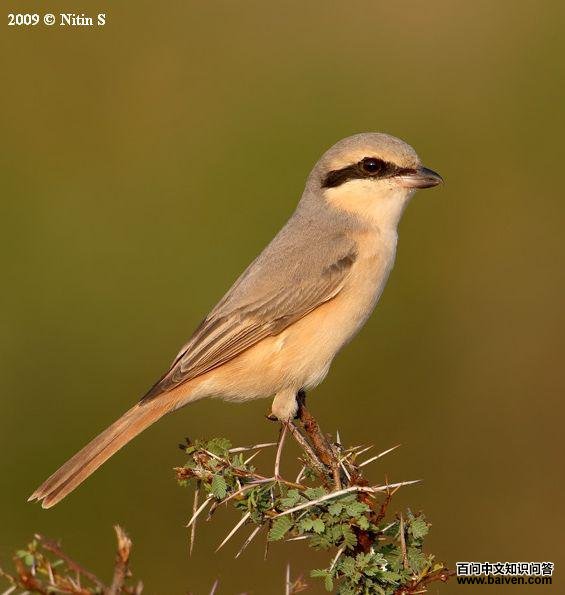 荒漠伯劳 荒漠伯劳的图片