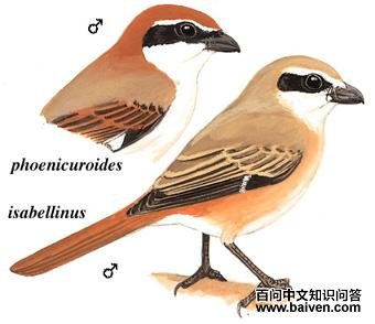 ��Į���ͣ���β���ͣ�����̬����ͼ