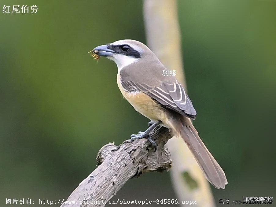 ��β����