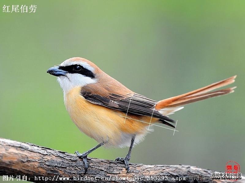 ��β����