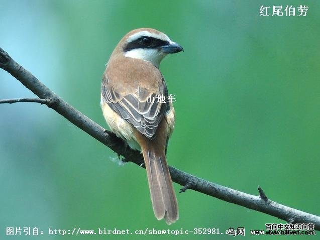 ��β����