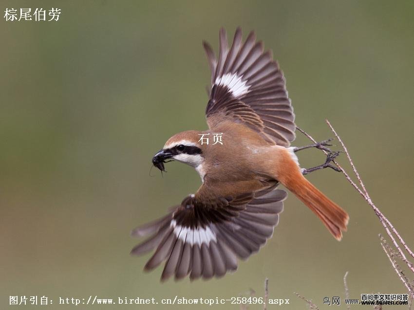 ��Į���ͣ���β���ͣ�