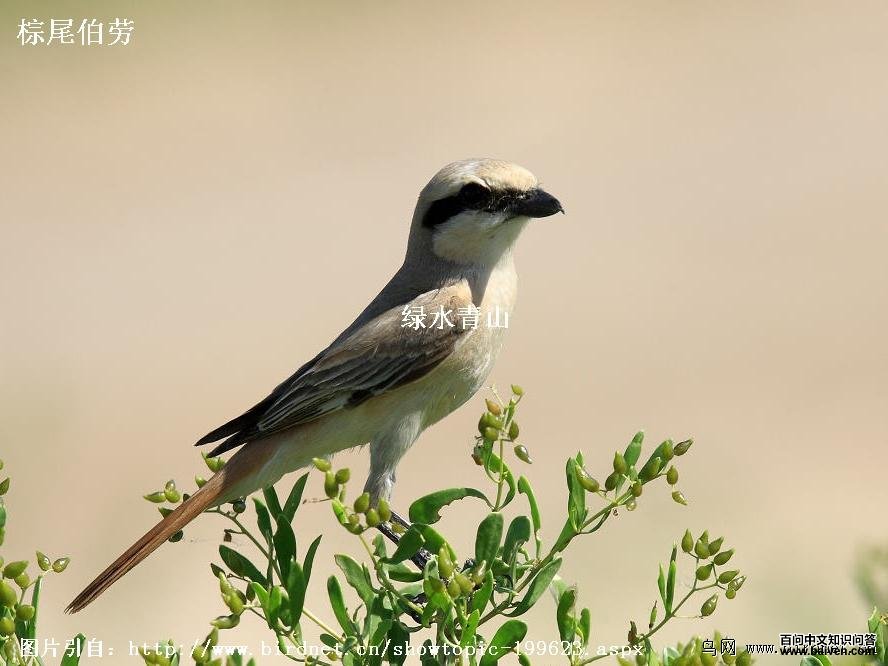 ��Į���ͣ���β���ͣ�