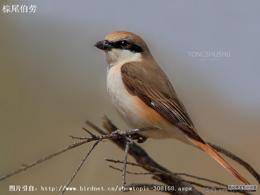 ��Į���ͣ���β���ͣ�