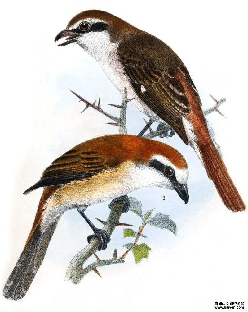 ��Į���ͣ���β���ͣ���ͼ