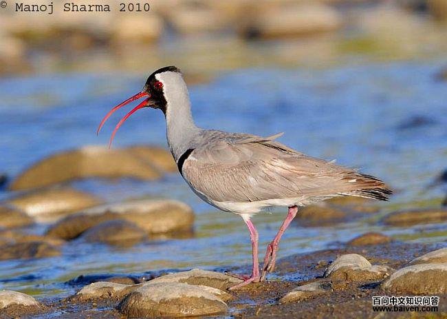 �q���ֵ�ͼƬ