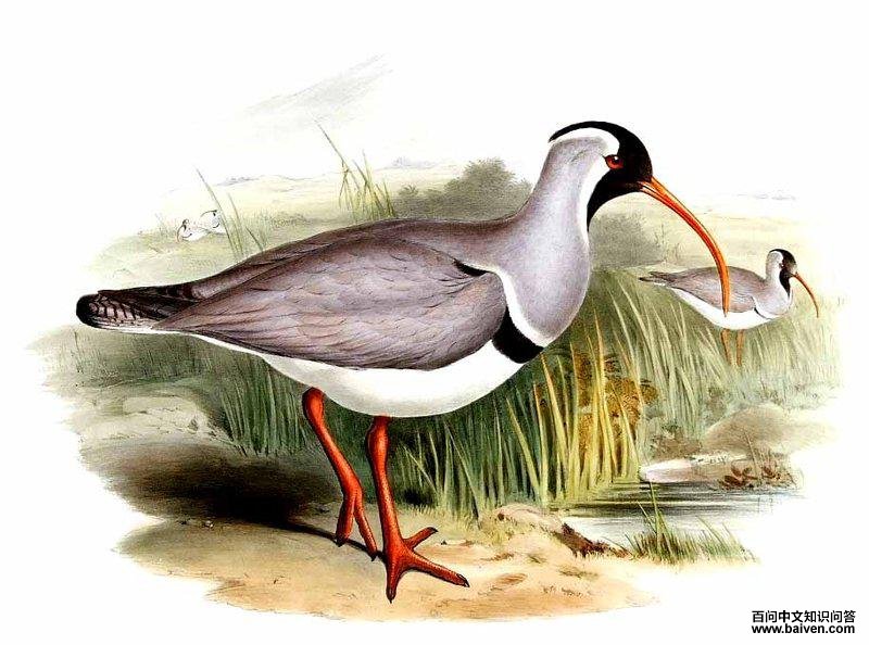 �q���֣���̬����ͼ