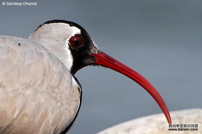 �q���֣���ֳ��ͷ��