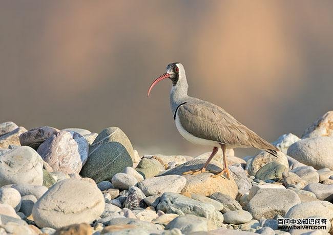 �q���֣��Ƿ�ֳ��