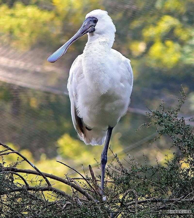 鹮科 鹮科的图片