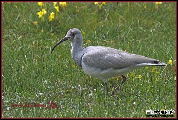 �q���֣�����