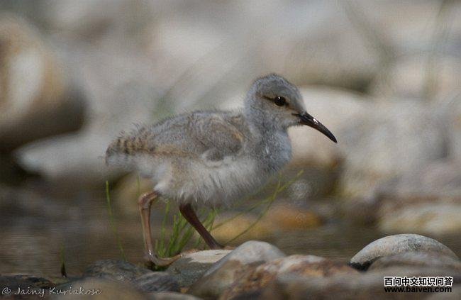 �q���֣�����