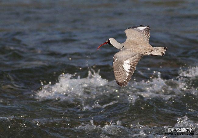 �q���֣�����ͼ