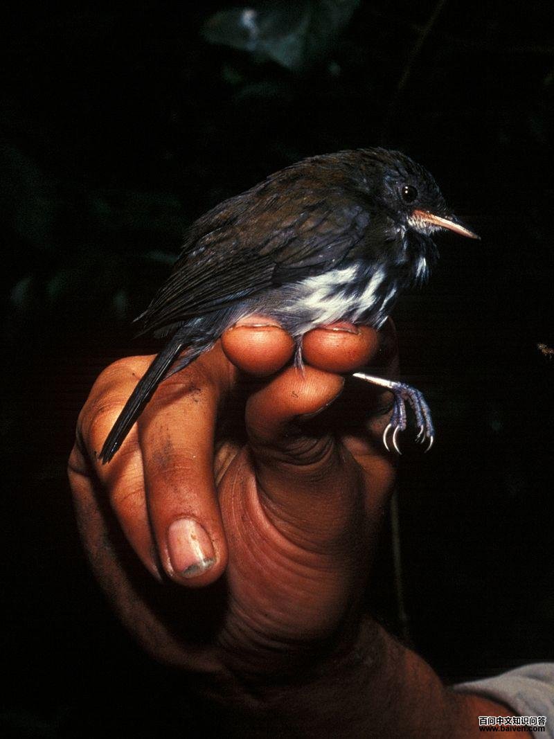 环蚁鹨 环蚁鹨的图片