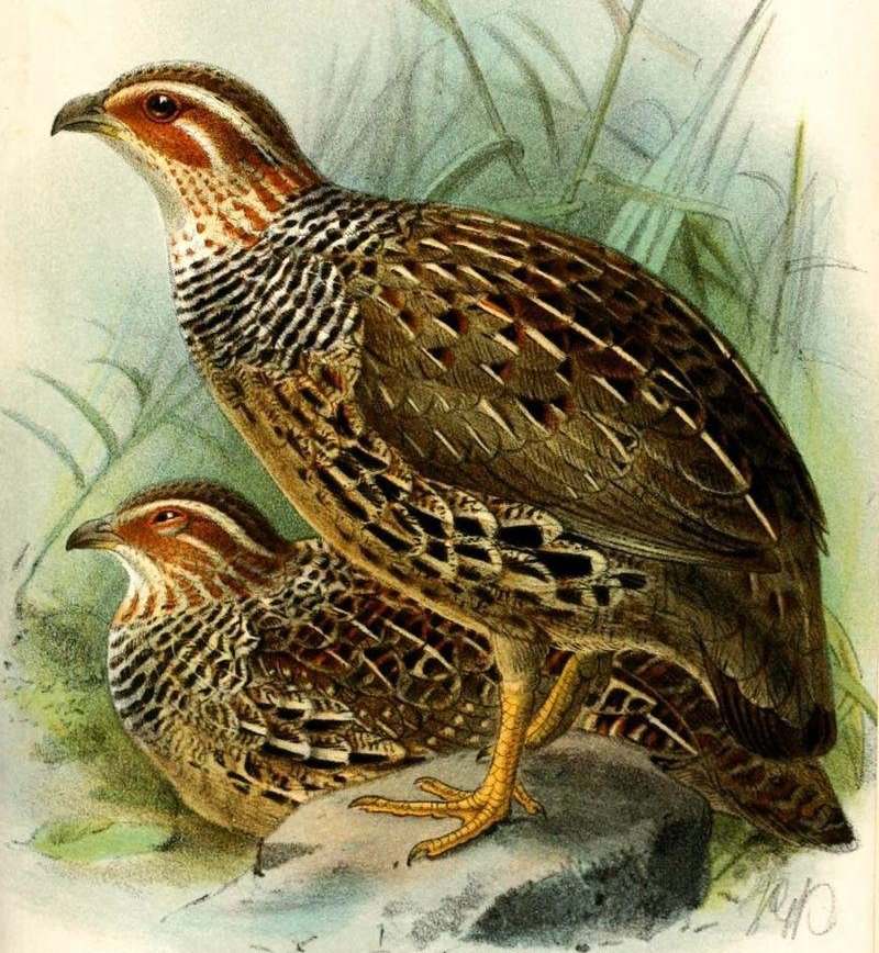 环颈鹧鸪 环颈鹧鸪的图片