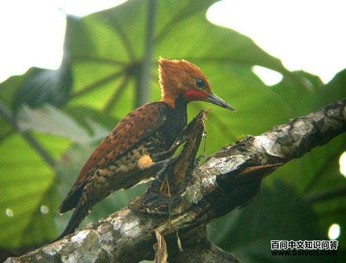 ������ľ���ͼƬ