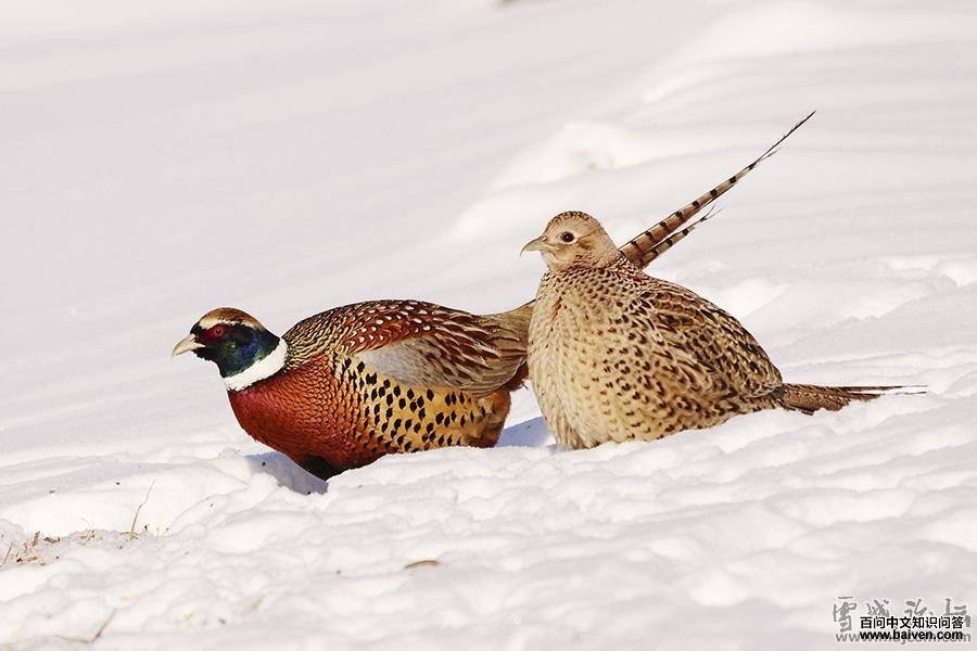 ��������ͼƬ