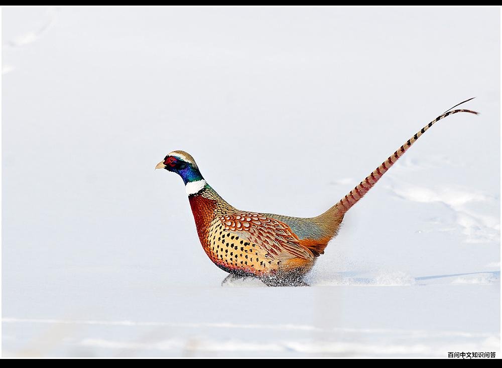 �����������֣����ߺ�������ѩ���ڡ�