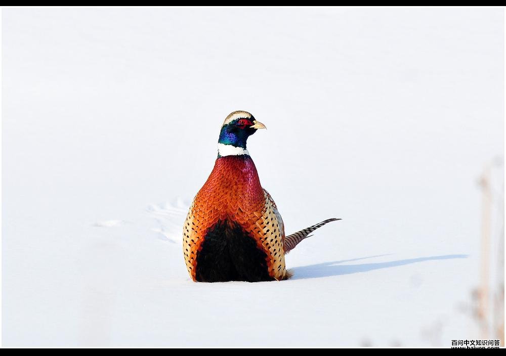 �����������֣����ߺ�������ѩ���ڡ�