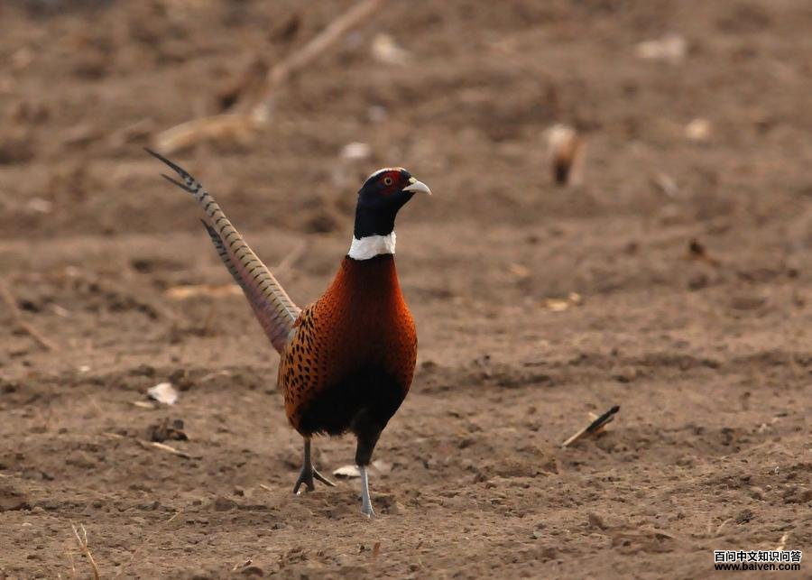 �ӱ�ѧ��������ʦ�ĵ�������������