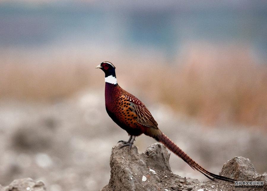 �ӱ�ѧ��������ʦ�ĵ�������������