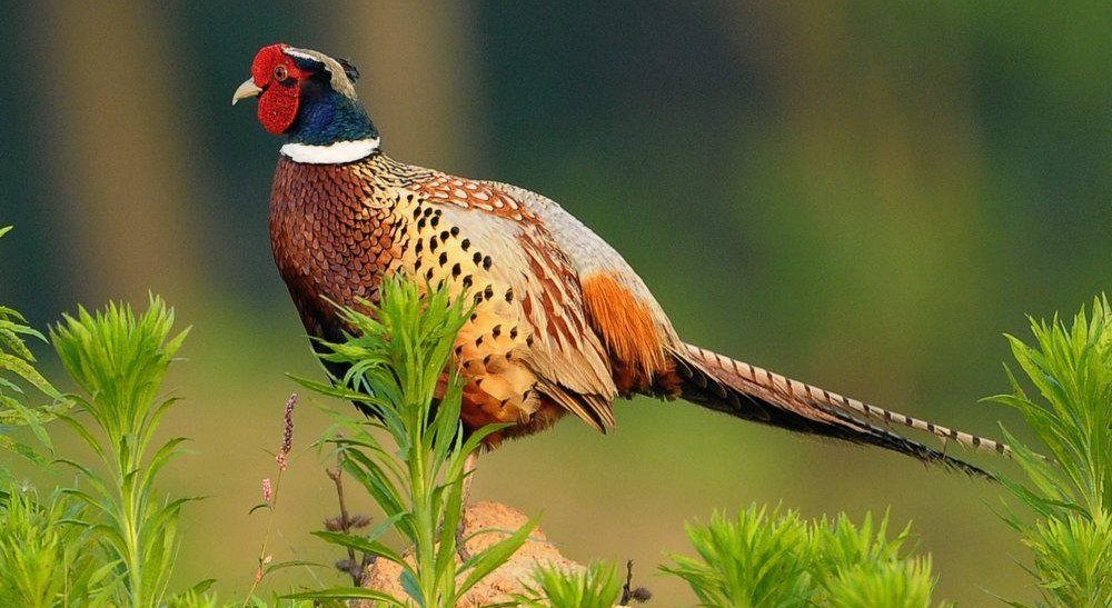 ɽ��һ�������ʦ�ĵ������������֡�