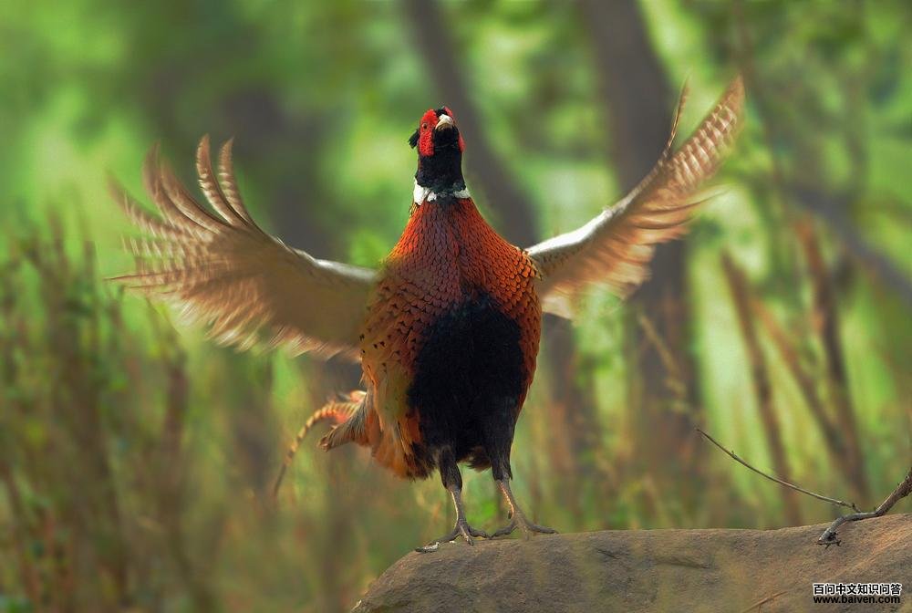 ɽ��һ�������ʦ�ĵ������������֡�