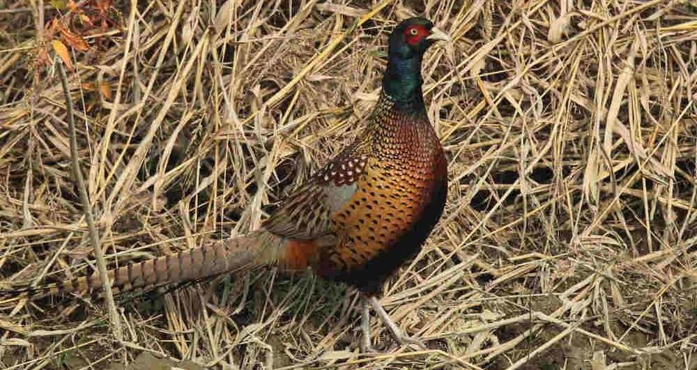 ��ˮ��ɽ��ʦ���Ĵ��㺺Ѽ�Ӻ��ĵ������Ĵ�����