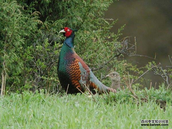 mlchiang��ʦ���Ĵ��ĵ�������������