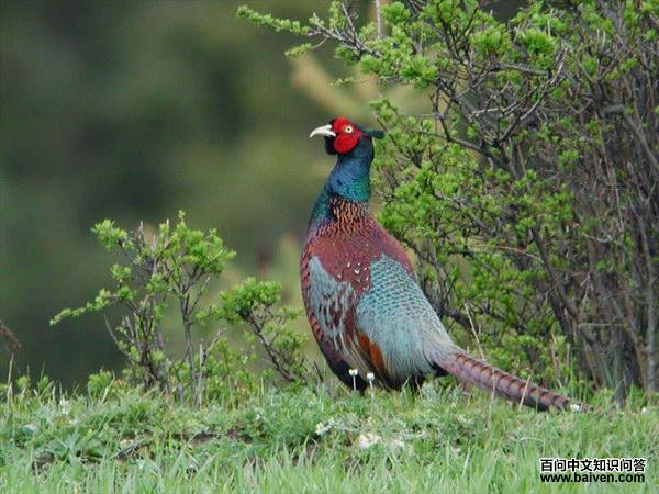 mlchiang��ʦ���Ĵ��ĵ�������������