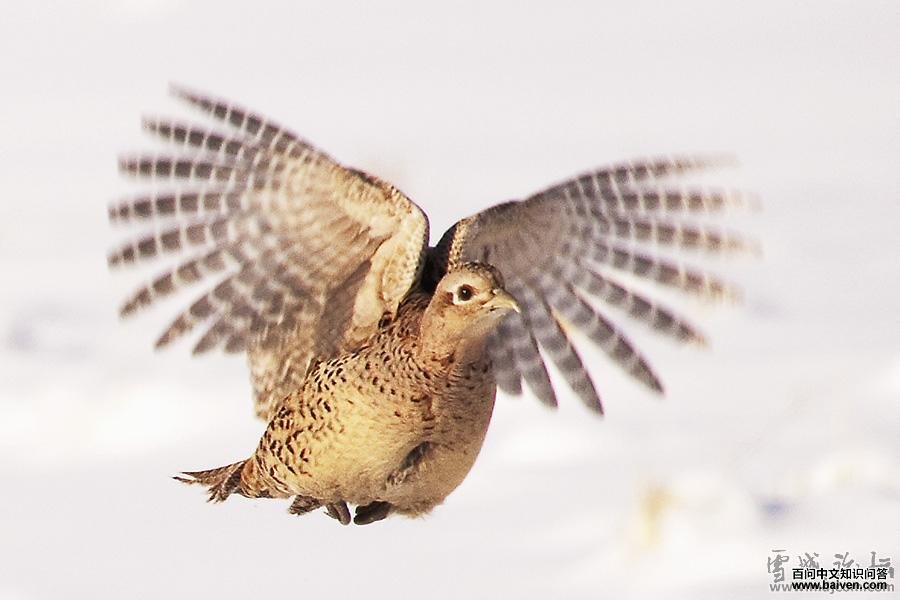 ���еĻ�����������ӰϾԥ