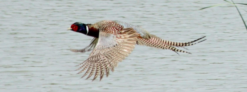 ���еĻ�����������ӰһҶ֮��