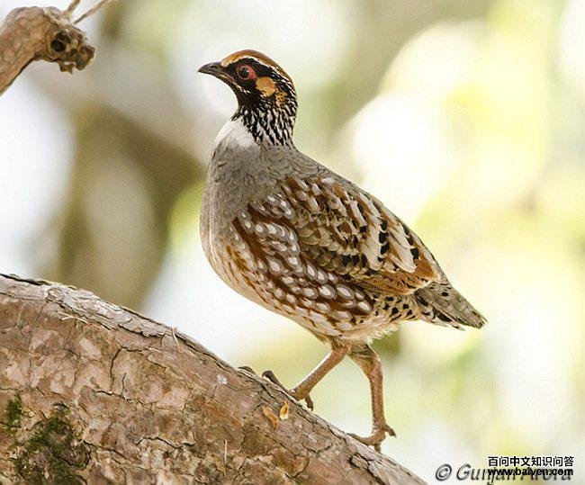 环颈山鹧鸪 环颈山鹧鸪的图片