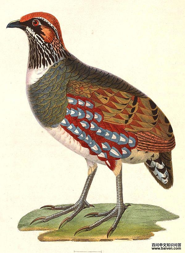 ����ɽ���