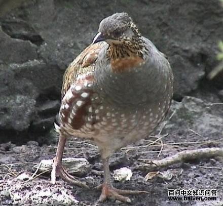 ����ɽ��𳣺����