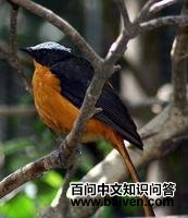 �׶����S��ͼƬ