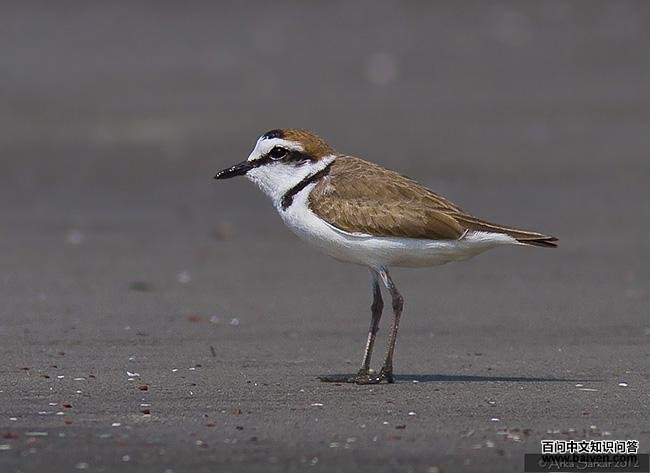 �����a��ͼƬ