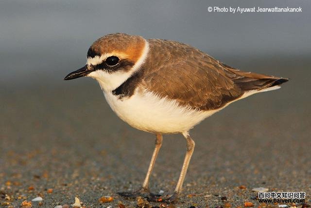 �����a������ֳ��