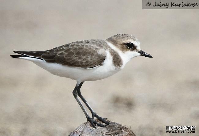 �����a���Ƿ�ֳ��