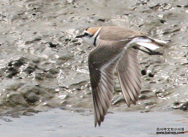 �����a������ͼ