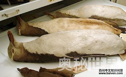 ����������ͼƬ