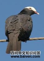 �׶����ͼƬ