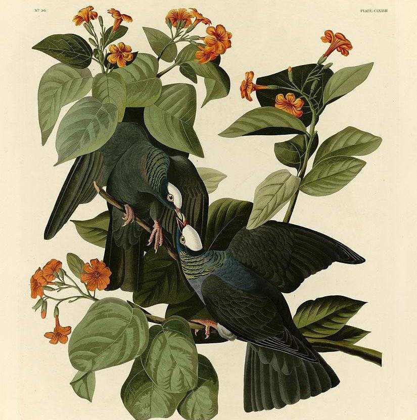 �׶��룬�¶Ű����Plate 177 of Birds of America by John James Audubon depicting White-crowned Pigeon.