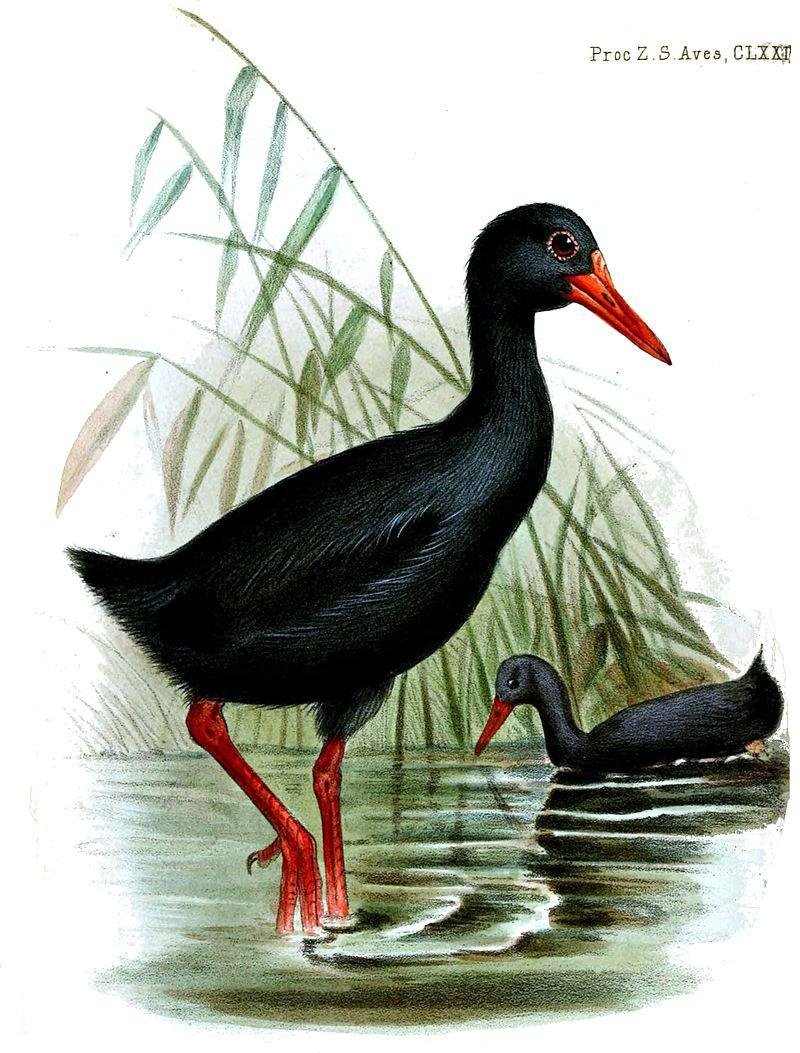 华氏秧鸡 华氏秧鸡的图片