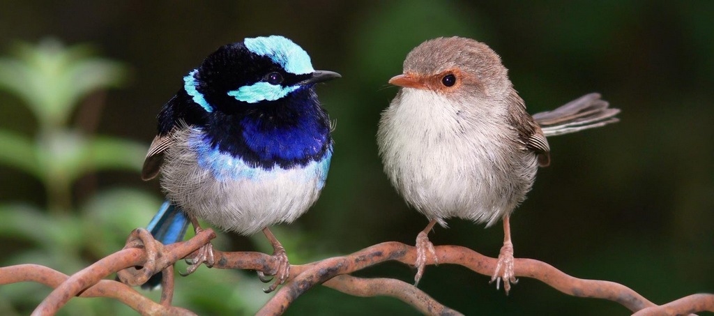 华丽细尾鹩莺 华丽细尾鹩莺的图片