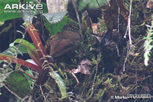 ��������ȸ��ͼƬ