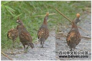 �������ȵ�ͼƬ