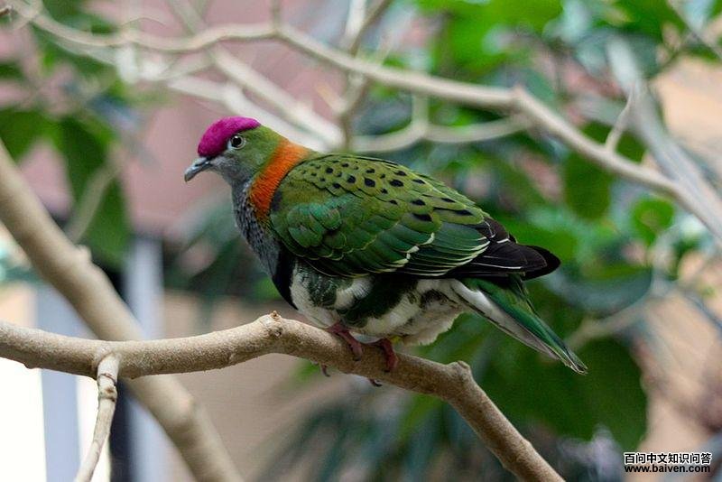 ��������ͼƬ