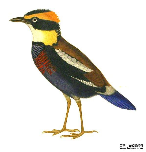 华丽八色鸫 华丽八色鸫的图片